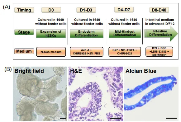 Nature子刊丨小肠类器官为奶粉功效与安全性评估提供新工具，或改写婴儿营养品评价标准！